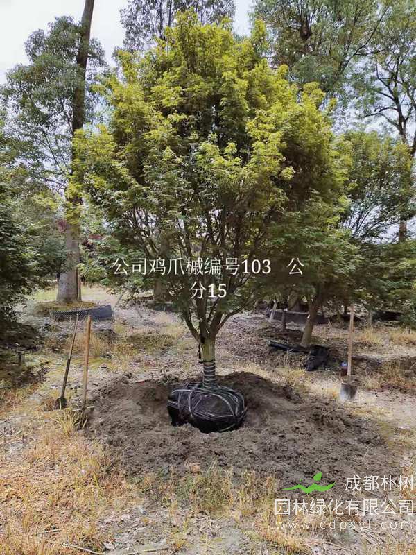 鸡爪械最新价格，鸡爪槭价格表，鸡爪槭产地基地在哪儿